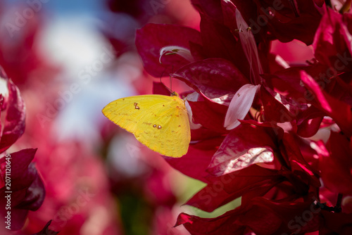 red and yellow butterfly