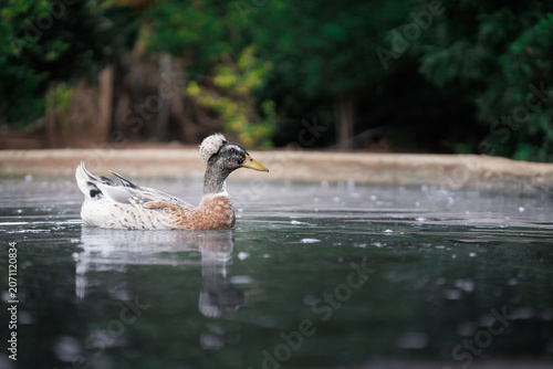 duck in the water
