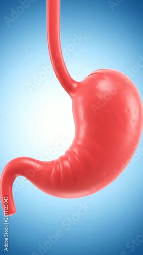 Realistic 3D Rendering Of Human Stomach Anatomy Against Soft Blue Background For Medical And Educational Use