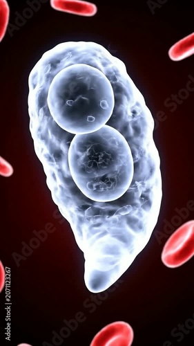 Realistic 4K Footage of Immune Cell Interacting With Red Blood Cells in Medical Science Background