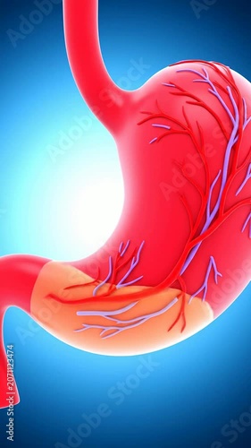 Realistic Anatomical Stomach Model With Vascular Structures On Gradient Blue Background For Medical Education And Research
