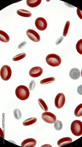 Realistic Close-Up View of Human Blood Cells Including Red Blood Cells and White Blood Cells in Plasma for Medical and Educational Purposes