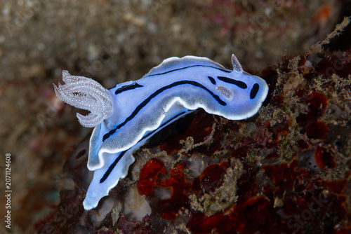 Bild auf Leinwand Vivid blue Chromodoris willani nudibranch crawling on coral reef in Anilao Phili