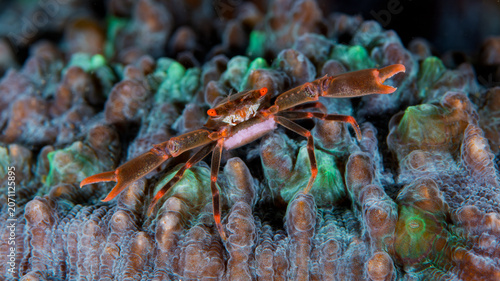 Obraz na plátne Black coral crab with eggs on vibrant coral reef in Anilao Philippines