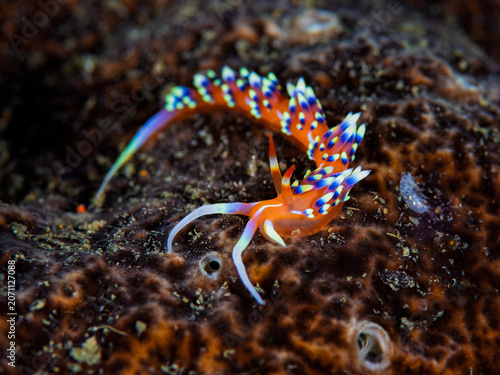Bild auf Leinwand Colorful Caloria indica nudibranch crawling on reef in Anilao Philippines