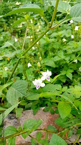 lily of the valley