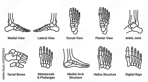 Fotografía Anatomical diagrams of human foot bone structures.