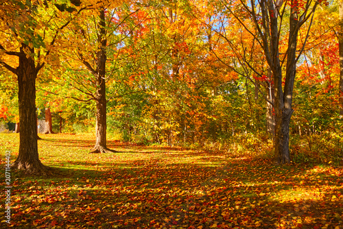 The entire space turns golden with the evening sun and the lush gold and red foliage in the fall. Credit Meadows, Mississauga, ON, Canada