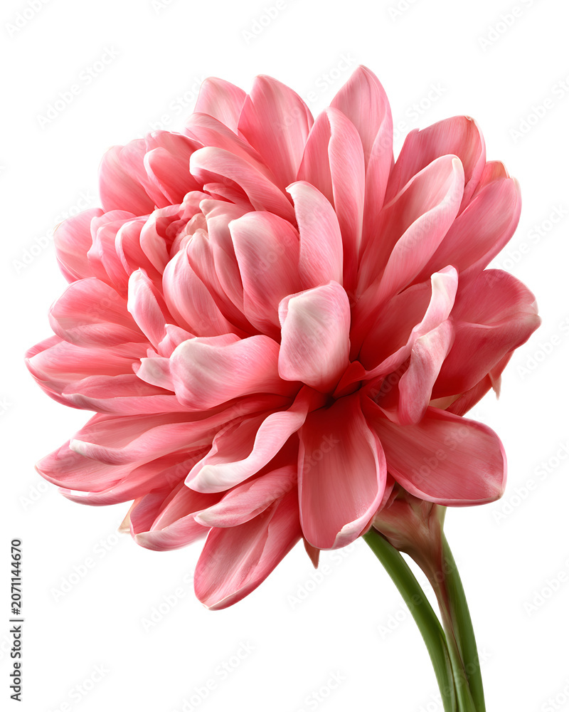 Fototapeta premium Pink Flower with Ginger Bracts Arranged in a Cone Shape, Illustrating Vibrant Beauty and Natural Elegance