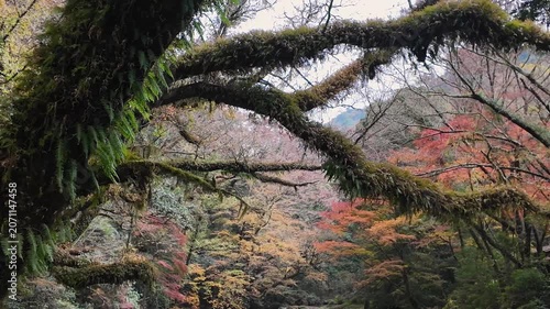 秋の菊池渓谷