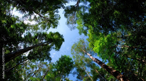 Looking up through a canopy of lush green trees towards a clear blue sky