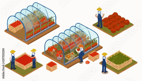 Isometric Farming Set with Farmers Harvesting Tomatoes in Greenhouses and Fields