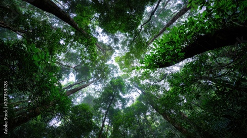Looking up through the lush green canopy of a dense tropical forest