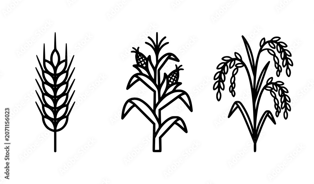 Fototapeta premium Agricultural Grain and Cereal Line Art Icon Set with Wheat Ear Corn Stalk and Rice Plant Symbols for Organic Farming and Food Branding