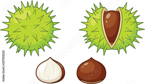 Foto Horse chestnut vector illustration set showing green spiky shell open husk and b