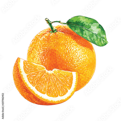 Fotografía Watercolor Orange Citrus vector