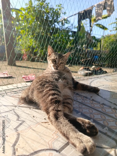 Gray striped cat stretching lazily on sunlit brick pavement outdoors.