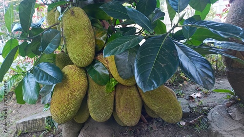 Cluster of ripe yellow bananas hanging from a tree in tropical setting.