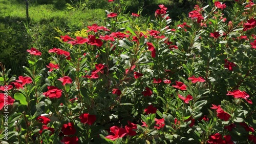 field of red tulips