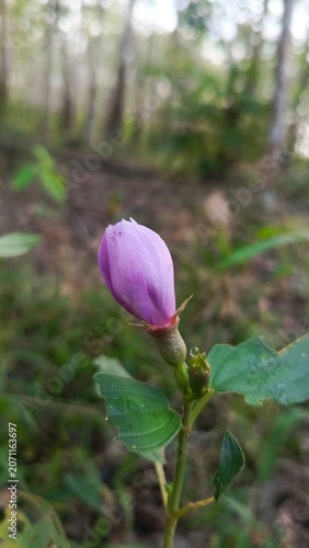 Delicate Pink Bud Emerging in a Lush Green Garden Setting.