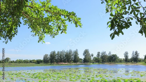 lake in the forest