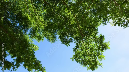 green tree branches
