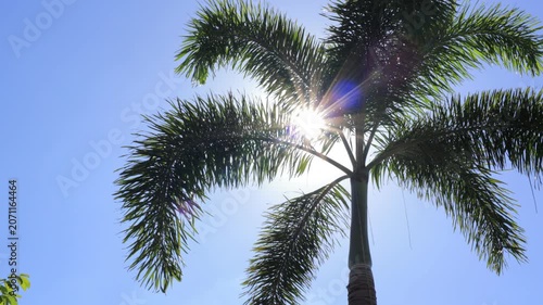 palm trees against blue sky