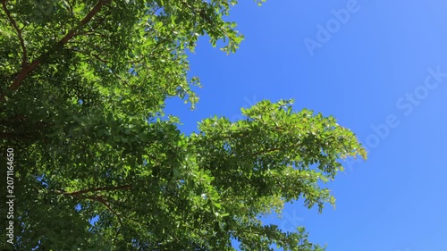 green trees against blue sky