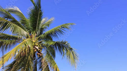 coconut palm tree