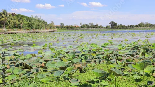 rice field in thailand