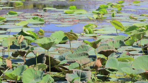 water lilies in the pond