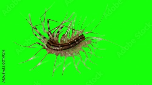 House centipede crawling on green screen background