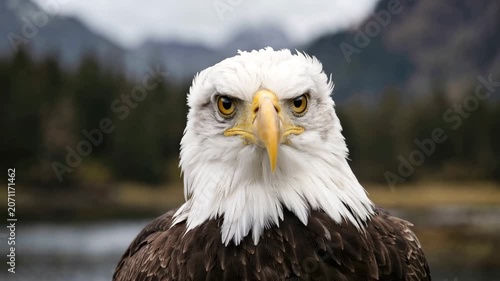 Close-up of powerful bald eagle head with intense yellow eyes in natural habitat, symbol of freedom.
