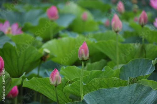 初夏を知らせる蓮池のピンクの蕾　埼玉県浦和暮らしの博物館