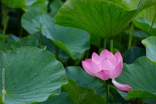 ピンクの花びらを葉に落とす古代蓮　埼玉県浦和暮らしの博物館