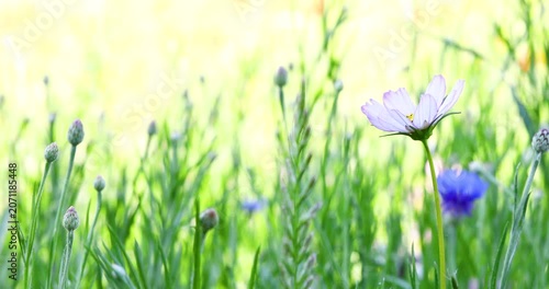Beautiful pink cosmos flower blooming with left copy space