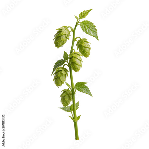 Fresh green hop cones on a natural stem with lush leaves, isolated on a clean white background, representing key ingredients for brewing and herbal uses