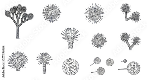 Set of Joshua Trees and Yucca Plants, Top View and Side View Illustrations