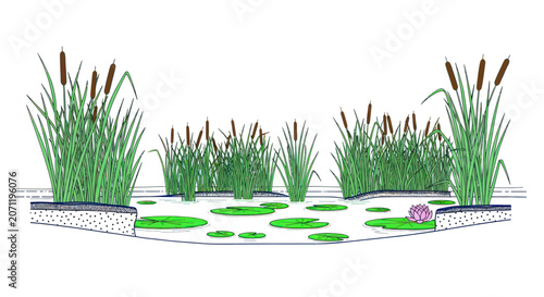 Pond Ecosystem Illustration with Cattails, Lily Pads and Lotus Flower