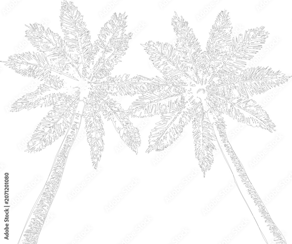Εκτύπωση καμβά Architectural drawing of two palm trees with dense fronds, depicted on transparent background, elegant line art