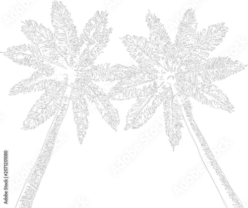 Slika na platnu Architectural drawing of two palm trees with dense fronds, depicted on transparent background, elegant line art