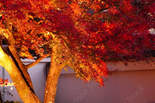 ライトアップされた紅葉した楓