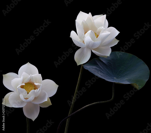 Mesmerized by the beauty of the white lotus flower.