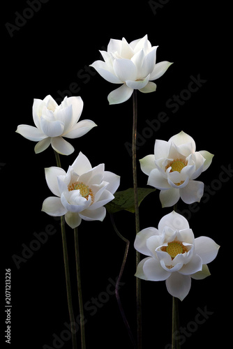 Mesmerized by the beauty of the white lotus flower.