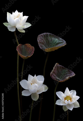 Mesmerized by the beauty of the white lotus flower.