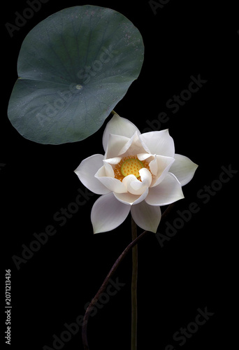 Mesmerized by the beauty of the white lotus flower.