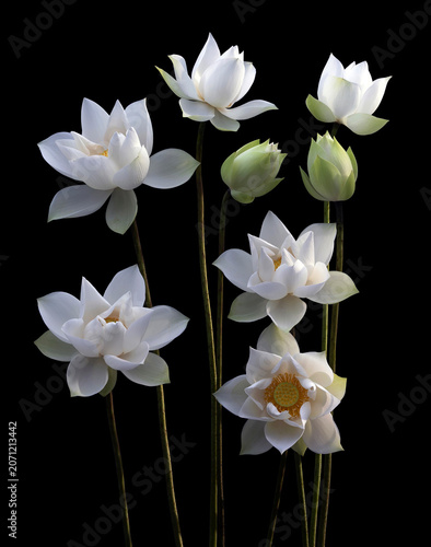Mesmerized by the beauty of the white lotus flower.