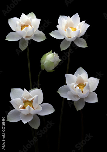 Mesmerized by the beauty of the white lotus flower.