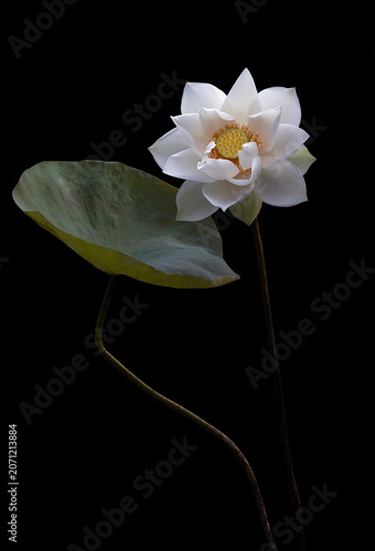 Mesmerized by the beauty of the white lotus flower.