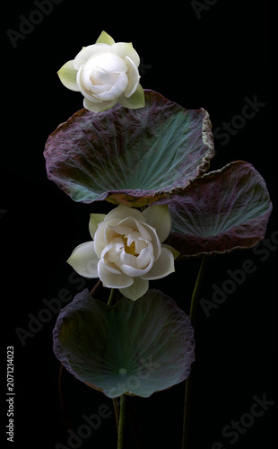 Mesmerized by the beauty of the white lotus flower.